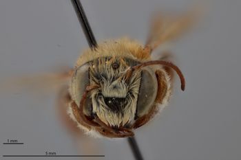 Media type: image;   Entomology 788881 Aspect: head frontal view